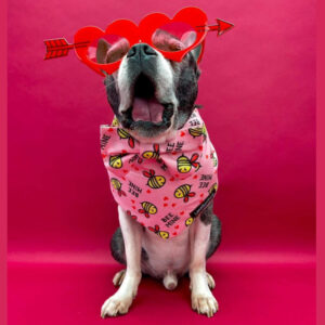 Ari met bowtie will you bee mine