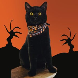 Halloween Pumpkins kat