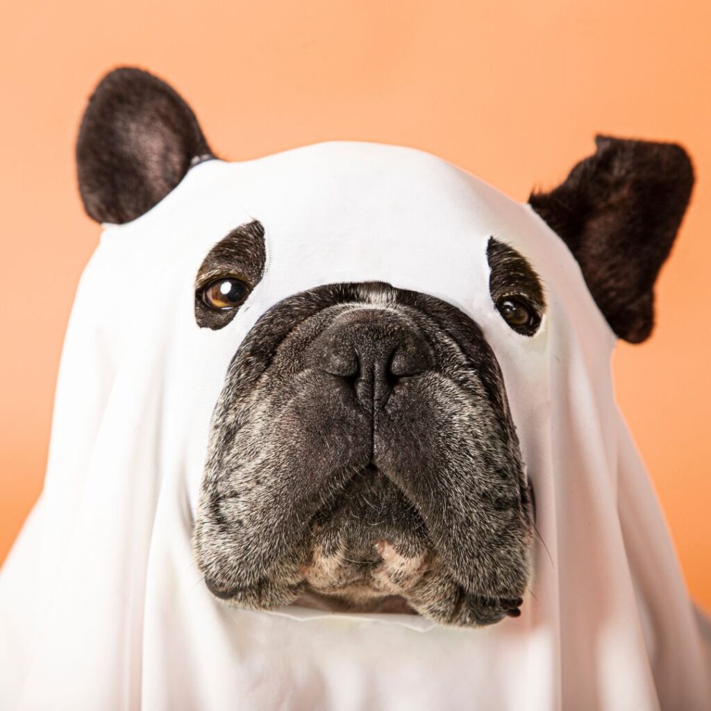 Halloween Dog spookje