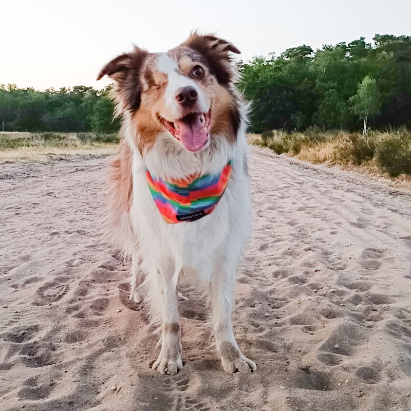 unieke stijl voor unieke honden