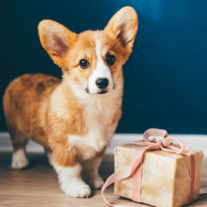 Sinterklaas cadeautje voor je huisdier