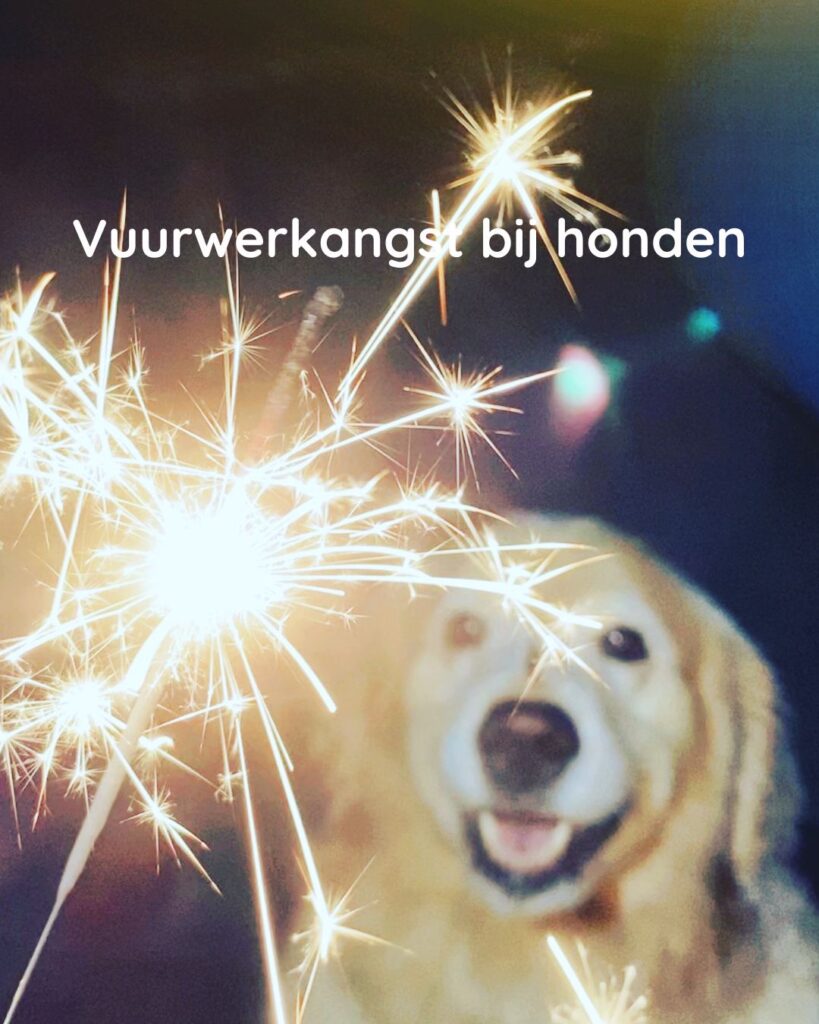 Vuurwerkangst bij honden