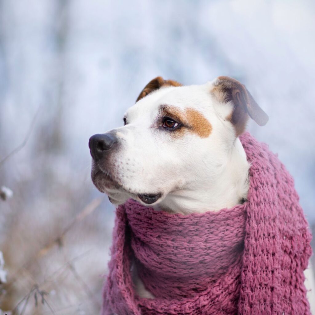 Verzorg je hond in de winter