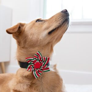 Peppermint-Stripe-Pinwheel dog