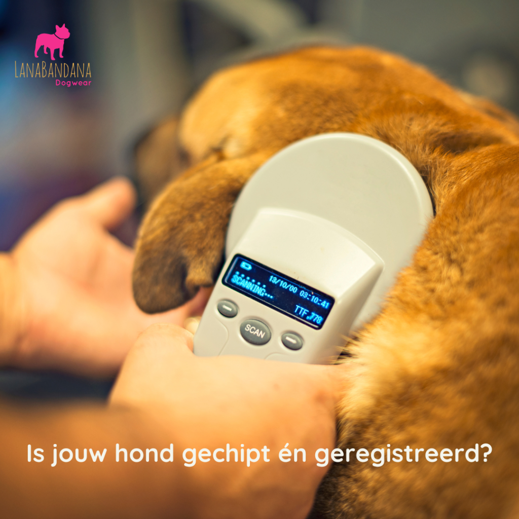 chip je hond